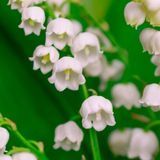 Аромат для свечи и мыла Ландыш (CandleScience Lily of the Valley) 1774474300 фото