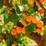 Аромат для свічки и мила Абрискосовий гай (CandleScience Apricot Grove) 1725079110 фото