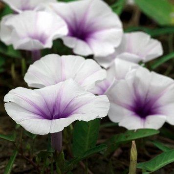 Аромат для свечи и мыла Нектар лунного цветка (CandleScience Moonflower Nectar) 1756162272 фото