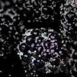Аромамасло для свечи и мыла Полуночная ежевика (CandleScience Midnight Blackberry) 1964945200 фото