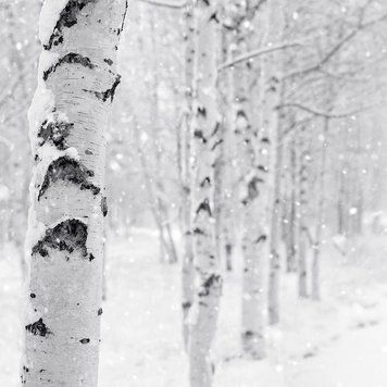Аромат для свечи и мыла Снег в лесу (CandleScience Woodland Snow) 1941292692 фото