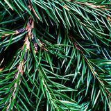 Аромат для свечи и мыла Пихта Фрейзера (CandleScience Fraser Fir) 1898583289 фото