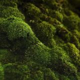 Аромат для свічки та мила Дубовий мох і бурштин (CandleScience Oakmoss and Amber) 1774824910 фото