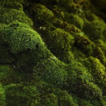 Аромат для свічки та мила Дубовий мох і бурштин (CandleScience Oakmoss and Amber) 1774824910 фото