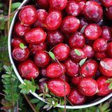Аромат для свечи и мыла Клюквенный лес (CandleScience Cranberry Woods) 1898583290 фото