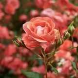 Аромаолія Богемська троянда (CandleScience Bohemian Rose) 2087805550 фото