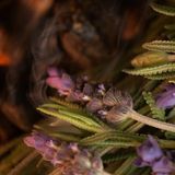 Аромат для свічки та мила Лавандові вугілля (CandleScience Lavender Embers) 1789787188 фото