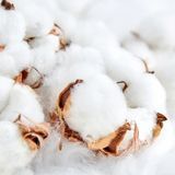 Аромат для свічки та мила Чиста бавовна (CandleScience Clean Cotton) 1789071924 фото