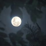 Аромамасло Лунный шелк (CandleScience Moonlit Silk) 2824958118 фото