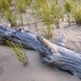 Аромаолія для свічки та мила Пляжний ліс (CandleScience Beachwood) 2171212022 фото