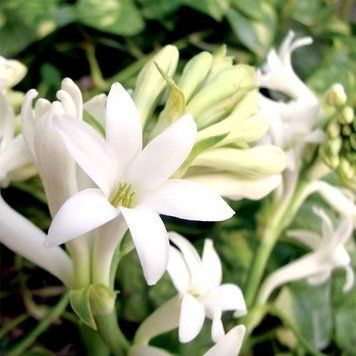 Аромат для свечи и мыла Гардения Тубероза (CandleScience Gardenia Tuberose) 1755929465 фото