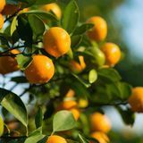 Аромат для свечи и мыла Цитрусовое солнце (CandleScience Citrus Sunshine) 1872357819 фото