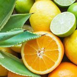 Аромат для свічки и мила Цитрусова агава (CandleScience Citrus Agave) 1725079172 фото