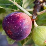 Аромат для свічки та мила Дерево інжиру (CandleScience Fig Tree) 1774927569 фото