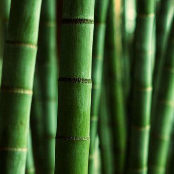 Аромамасло для свечи и мыла Himalayan Bamboo (CandleScience Himalayan Bamboo) 1983326772 фото