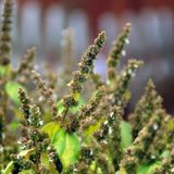 Аромат для свічки та мила Пачулі (CandleScience Patchouli) 1789141442 фото