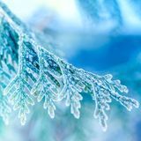 Аромат для свечи и мыла Морозный можжевельник (CandleScience Frosted Juniper) 1898583302 фото