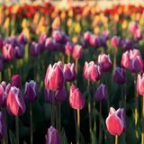 Аромаолія Тюльпанові поля (CandleScience Tulip Fields) 2087805562 фото