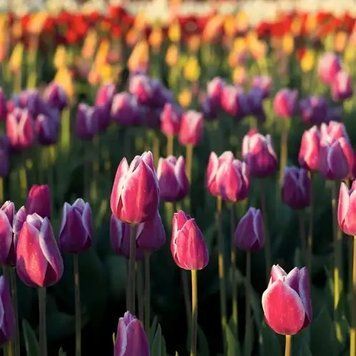 Аромамасло для свечи и мыла Тюльпановые поля (CandleScience Tulip Fields) 2087805562 фото