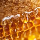 Аромамасло для свечей Мед (CandleScience Honey Element) 2776218966 фото