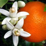 Аромат для свечи и мыла Цветение апельсина (CandleScience Orange Blossom) 1774520639 фото