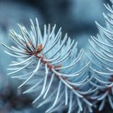 Аромат для свічки та мила Блакитна ялина (CandleScience Blue Spruce) 1898583305 фото