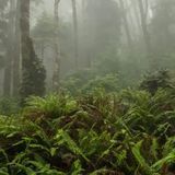 Аромамасло для свечи и мыла Туман и папоротник (CandleScience Fog and Fern) 2199423598 фото