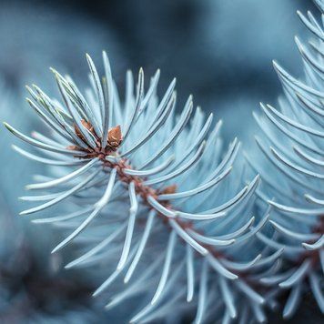 Аромат для свечи и мыла Голубая ель (CandleScience Blue Spruce) 1898583305 фото
