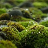 Аромат для свечи и мыла Петрикор (CandleScience Petrichor) 10 грамів 1725079130 фото