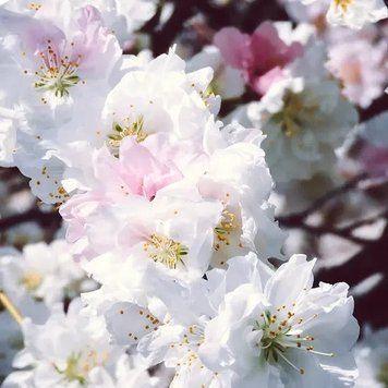 Аромамасло Цветение персика (CandleScience White Peach Blossom) 2595268002 фото