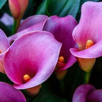 Аромат для свечи и мыла Калла Лилия (CandleScience Calla Lily) 1774808682 фото