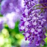 Аромамасло Лозы глицинии (CandleScience Wisteria Vines), 10 грамм 2487549142 фото