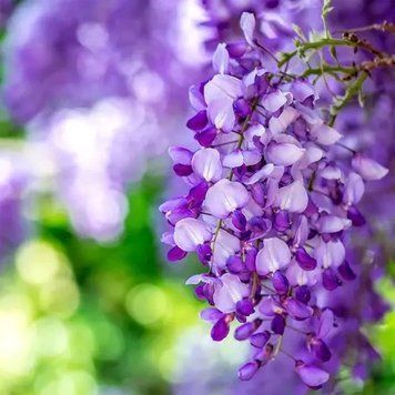 Аромамасло Лозы глицинии (CandleScience Wisteria Vines), 10 грамм 2487549142 фото