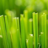 Аромат для свечи и мыла Свежесрезанная трава (CandleScience Fresh Cut Grass) 1765580868 фото