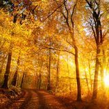 Аромат для свічки та мила Осіннє сяйво (CandleScience Autumn Glow) 1898583313 фото