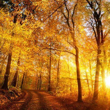 Аромат для свечи и мыла Осеннее сияние (CandleScience Autumn Glow) 1898583313 фото