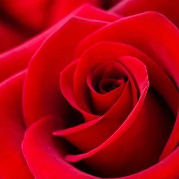Аромамасло для свечи и мыла Лепестки роз (CandleScience Rose Petals) 1983326786 фото