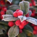 Аромаолія Лісові ягоди та шавлія (CandleScience Woodland Berries and Sage) 3036398676 фото