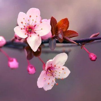 Аромат для свечи и мыла Цветение японской вишни (CandleScience Japanese Cherry Blossom) 1774534128 фото