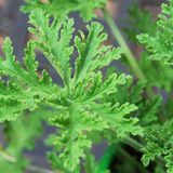 Аромамасло для свечей Цитронелла (CandleScience Citronella Element) 3174980563 фото