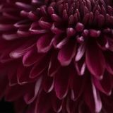 Аромаолія Чорний георгін (CandleScience Dahlia Noir) 2824964542 фото