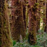 Ароматична олія Редвуд і мох (CandleScience Redwoods and Moss) 1964945228 фото