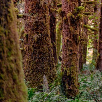 Аромамасло для свечи и мыла Редвуд и мох (CandleScience Redwoods and Moss) 1964945228 фото