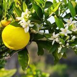 Аромаолія для свічки та мила Квітка Юзу (CandleScience Yuzu Blossom) 2199423610 фото