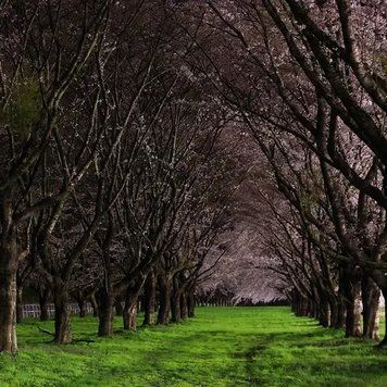 Аромамасло Темный Сад (CandleScience Dark Orchard) 2627278134 фото