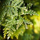 Аромат для свічки и мила Кіпарис і Бейберрі (CandleScience Cypress and Bayberry) 1725079142 фото