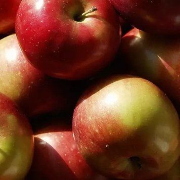 Аромат для свечи и мыла Яблоко Макинтош (CandleScience Macintosh Apple) 1774894889 фото