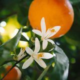 Аромамасло для свечей Цветок апельсина (CandleScience Orange Blossom Element) 3175004909 фото