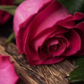 Аромат для свечи и мыла Роза и Уд (CandleScience Rose and Oud) 1789804064 фото