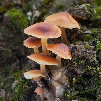 Аромамасло Лесные грибы Эноки (Еноки) (CandleScience Enoki Forest) 2595257441 фото